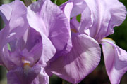 iris