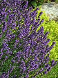 lavendel
