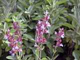 salbei