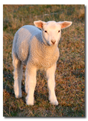 lamm1